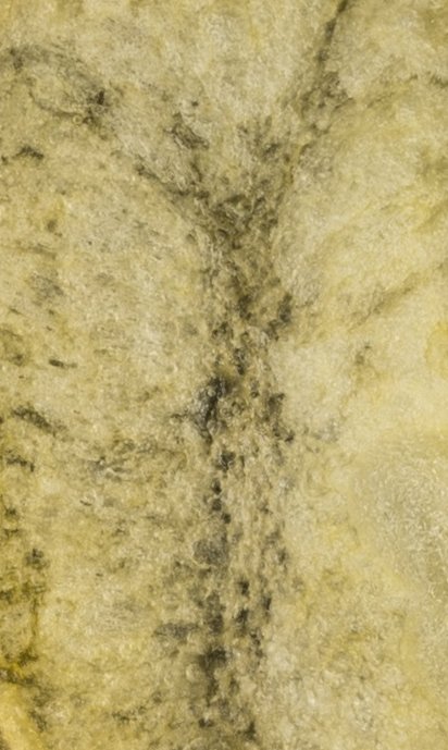 JohnInnesCentre's tweet photo. Friday (pun intended) and it is #JICGuessTheImage time. It has received a mixed reaction in the office and is either "way too easy" or "impossible" depending who you ask. Answer Monday... https://t.co/H9sPrAmsPu
