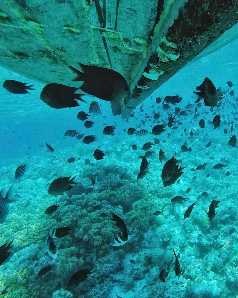 catperku's tweet photo. Underwater world citizen of Wakatobi. And they are so friendly :)
.
.
#indonesiabanget
#CatperkuInWakatobi
#PesonaIndonesia #PesonaWakatobi
#wonderfulindonesia
#instameetindonesia #lingkarindonesia #viewindonesia #parapejalan #discoverindonesia #jalan2te… https://t.co/udHMVqDSES https://t.co/Syrwx2rI3i