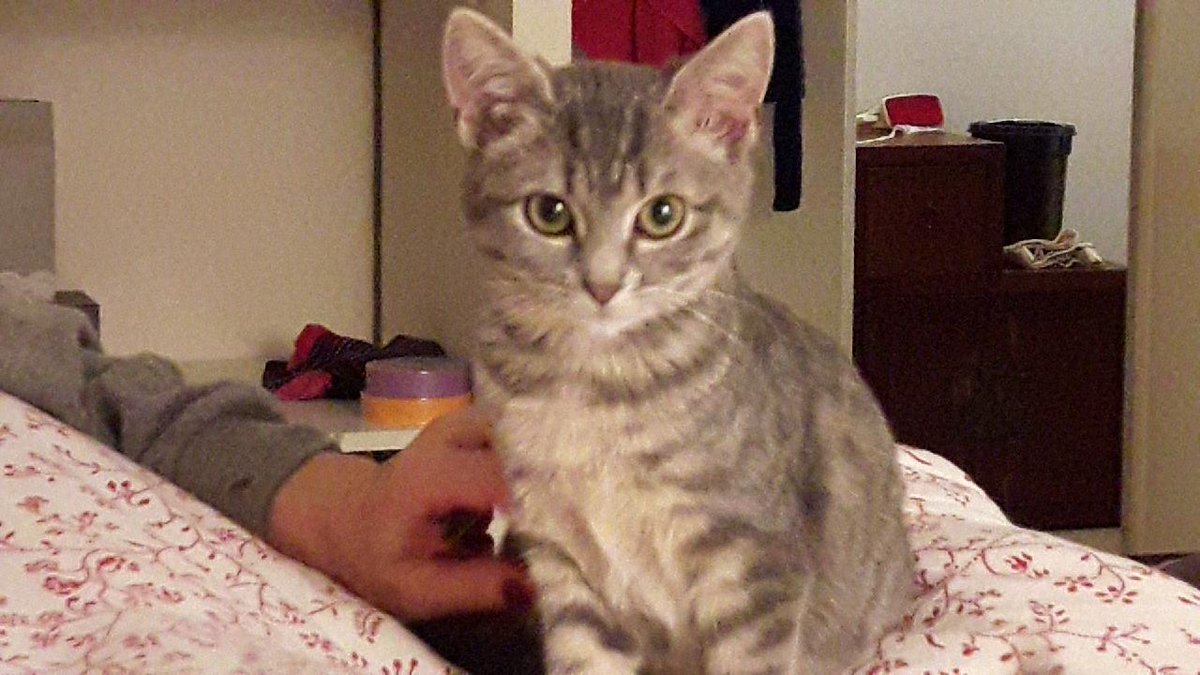 asso_pepito's tweet photo. La belle Naïs, 3,5 mois est de nouveau à l'adoption
La présence d'un chat serait vraiment souhaitable 
Elle est actuellement dans le 94
Merci de RT https://t.co/lwdqD18uWj