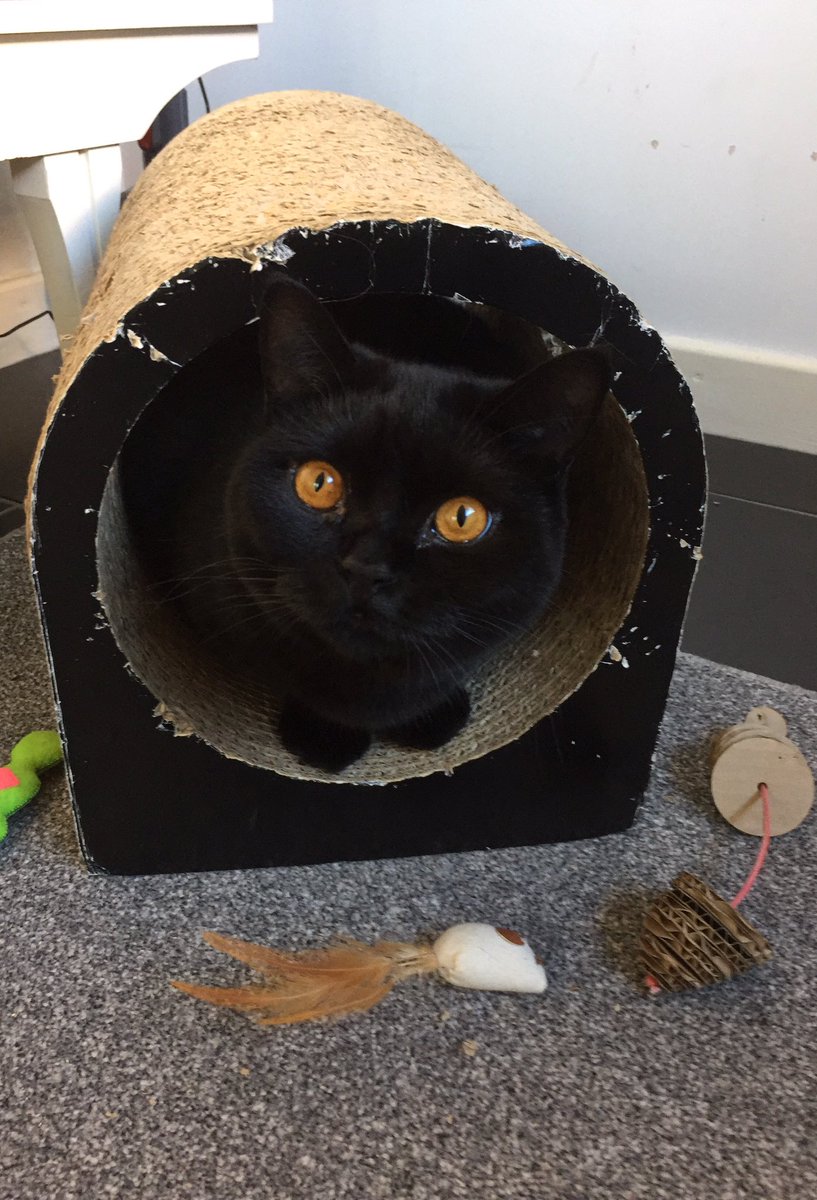 pawshathecat's tweet photo. Helloooooo!
#CatsOfTwitter #blackcat #blackbeauty 🐾🐾 https://t.co/KM0Ikf8baw