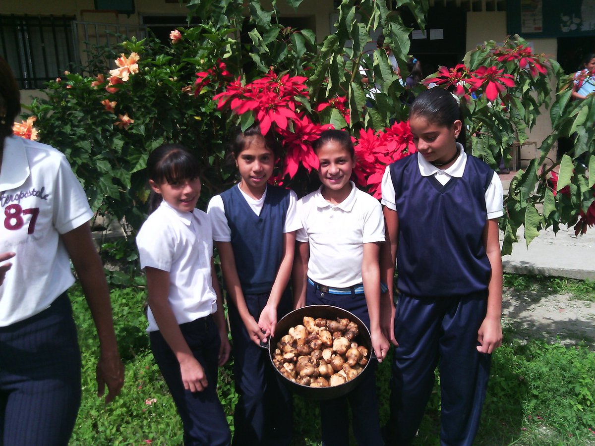 elianesaez22111's tweet photo. Seleccion de semilla y recolección   de batata con los niños de 5 grado de la UE coronel Pedro Miguel chipia. https://t.co/9dQ72RvE8r