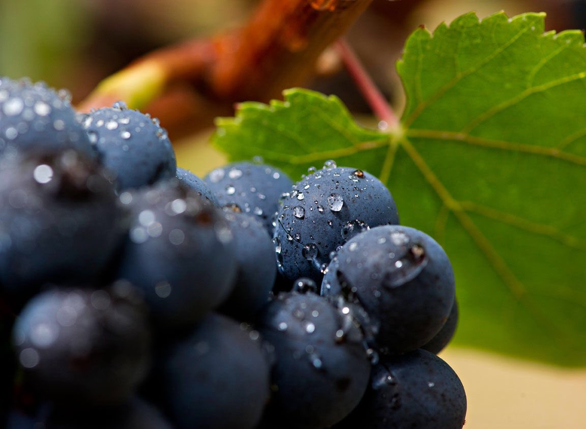 winetraining's tweet photo. Book your #WSET course with us now to get a 10% discount! #wine #training https://t.co/rxC46OQ5Rd https://t.co/fRhuq0KLBY