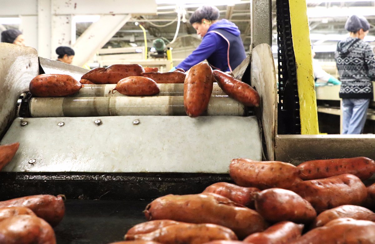 BestSweetPotato's tweet photo. Can you believe that next week is #Thanksgiving?! Our packing line is in full swing today, sending sweet potatoes your way! ๐ #BestSweetPotato #SouthernProduce https://t.co/N1IayOf3cb