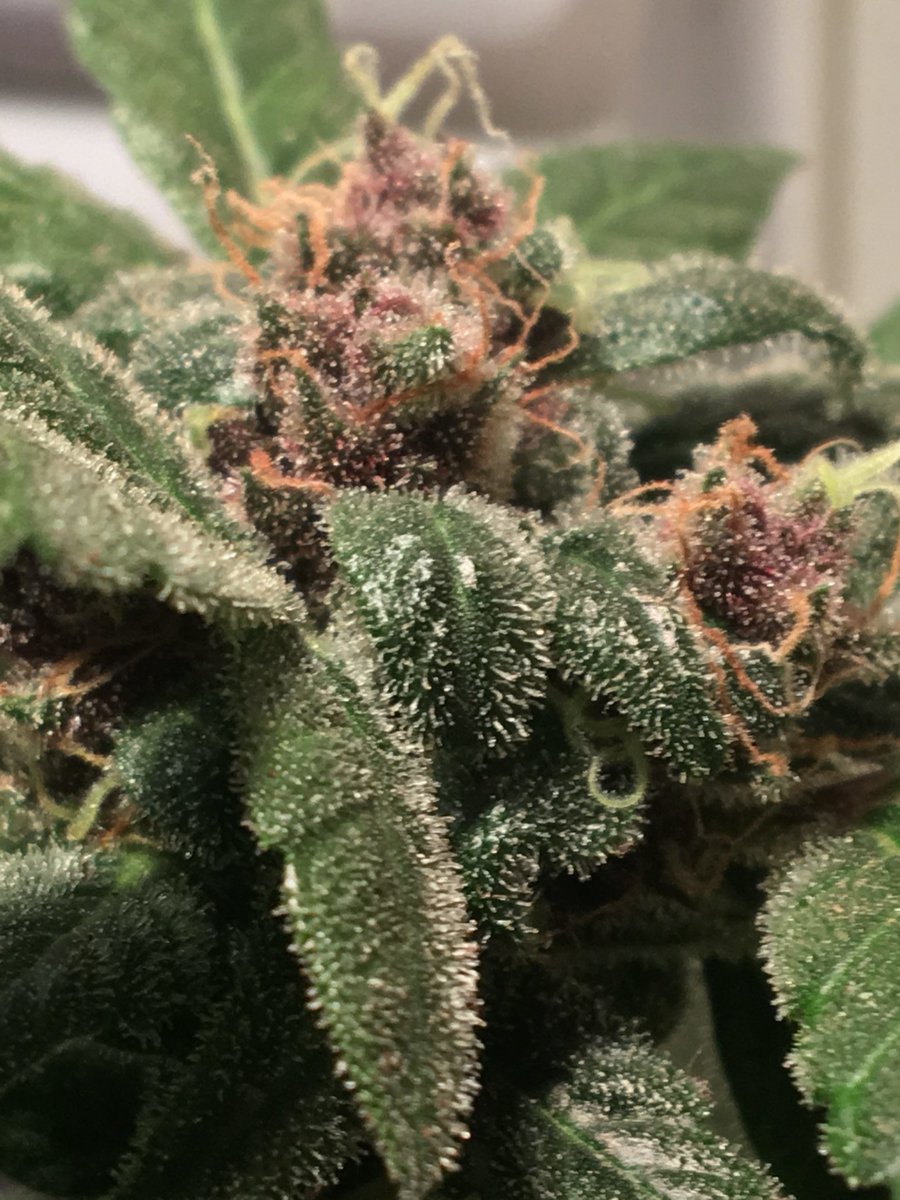 DudeGrows's tweet photo. TitanFlower coming in hot with some of that Critical Purple #dgcdank #dudegrows https://t.co/XavF7pyvVr