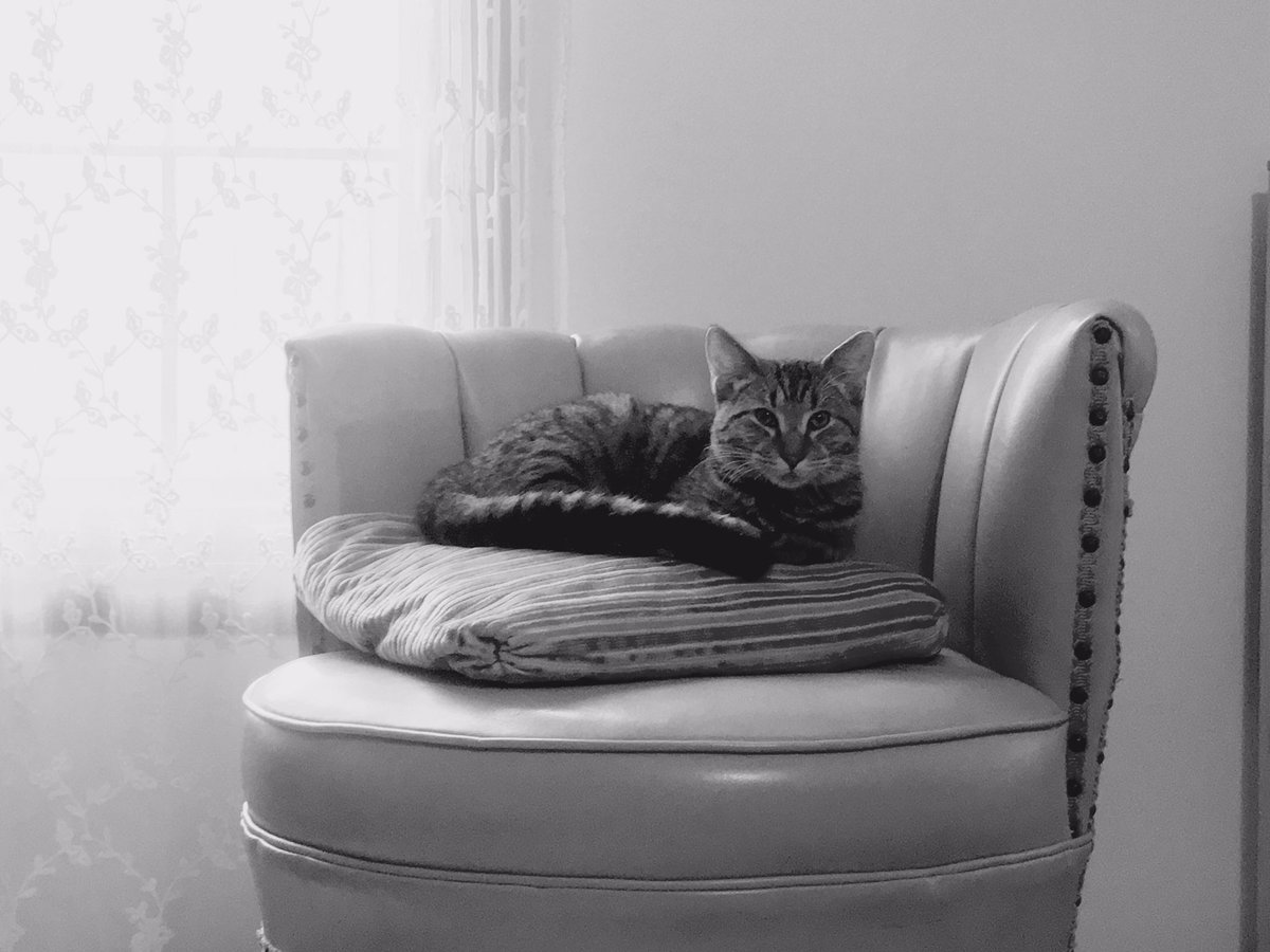 notoSARAHtops's tweet photo. Got a wonderful new kitty last week and already jonesing for more. Cats are addictive!! #catsandkittens #crazycatlady https://t.co/iJ2LgMLpxG