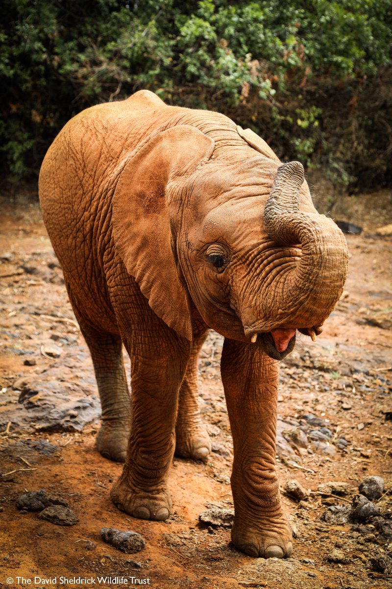 SheldrickTrust's tweet image. Happy Saturday! Learn more about our work to rescue, care for &amp;amp; protect Kenya’s orphaned elephants here: thedswt.org