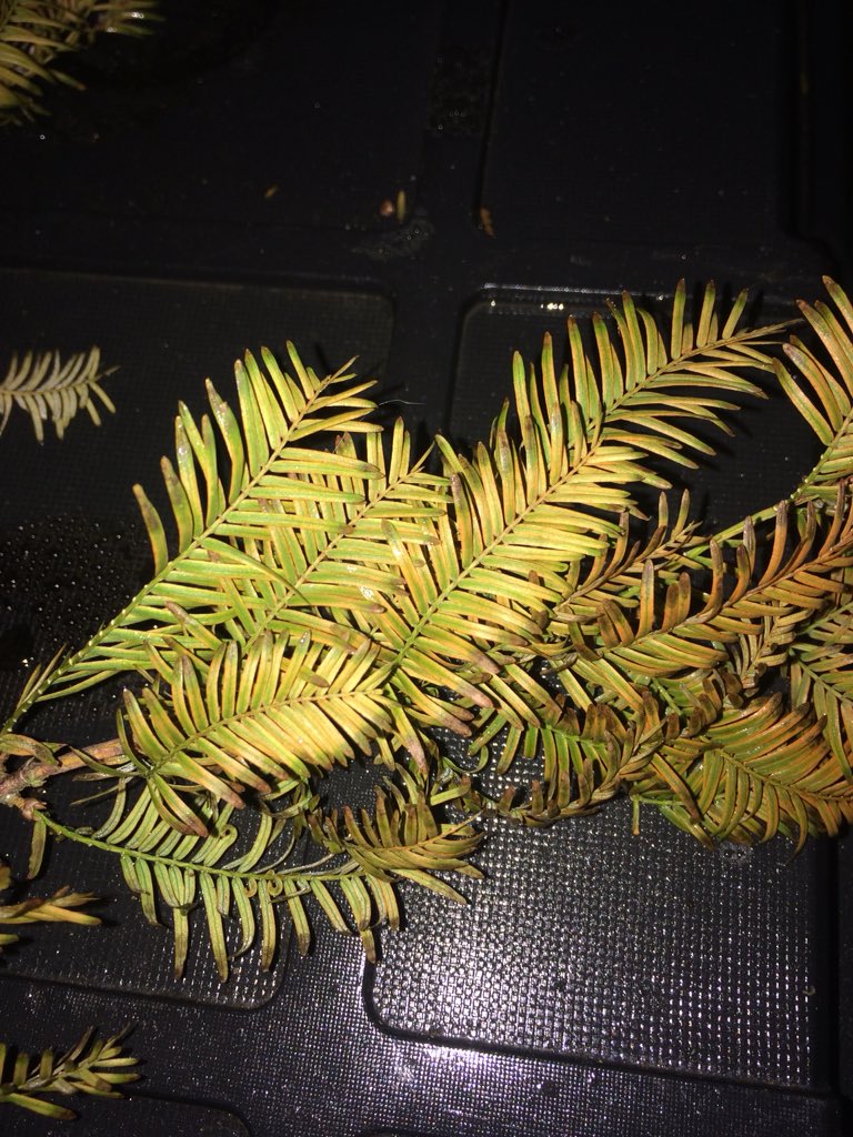 alsautoart's tweet photo. Can anyone tel me what tree this is https://t.co/QleL4RXvu5