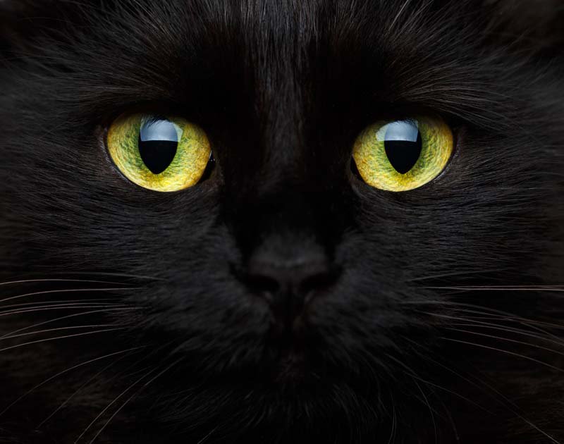 ShamrockPro's tweet photo. Did you know today is National Black Cat Day?
#PromotionalProducts
https://t.co/L20VYfN3mO https://t.co/gwQCi5kY5j