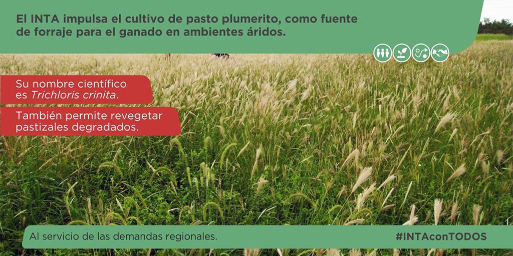 intaargentina's tweet photo. El INTA impulsa el cultivo de pasto #plumerito, como fuente de #forraje para el ganado en ambientes áridos
COSECHADORA desarrollada íntegramente en talleres INTA
#INTAconTODOS Más info ➡ https://t.co/Nn0fl5xPFJ https://t.co/YfmNTbKkNg