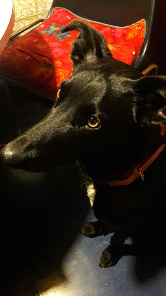 lilyperezr's tweet photo. @TonkaTP @romanklau .CHOLITA, se perdió en  sector larraín con tobalaba .tiene collar rosado con telefono de contacto..sus amos están muy tristes.😣😣😣😣😰😰😰😰si alguien vio algo...devolver https://t.co/RvJ5OyiWAw