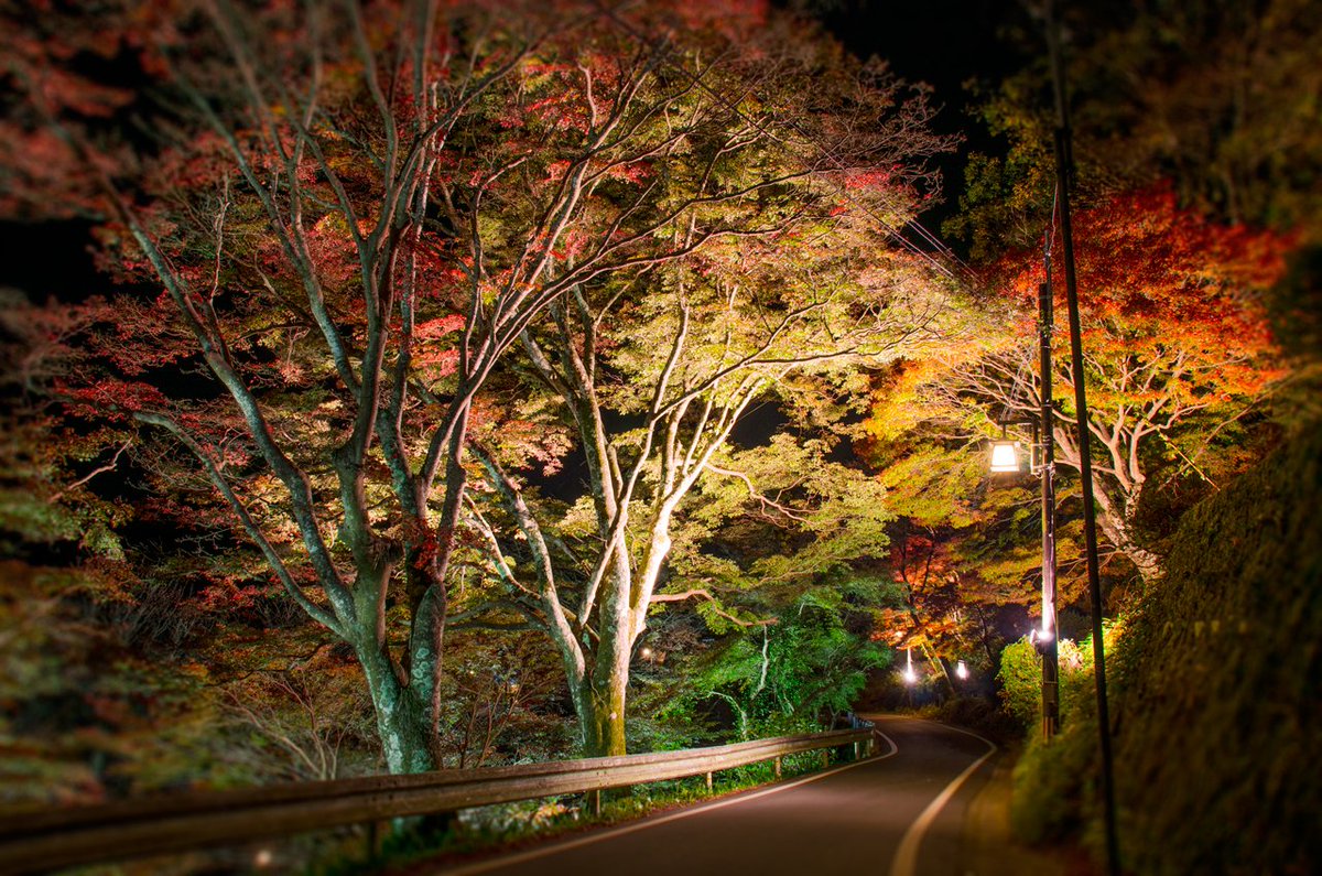 吉野山最新情報 Pa Twitter 紅葉のライトアップ 現在吉野山では紅葉のライトアップが実施中 場所は 下千本 芭蕉の碑近辺 金峯山寺 中千本 おぎの谷の３ヶ所 時間は17時 21時 11月26日迄 写真は先ほど撮影した下千本のライトアップです 紅葉 秋