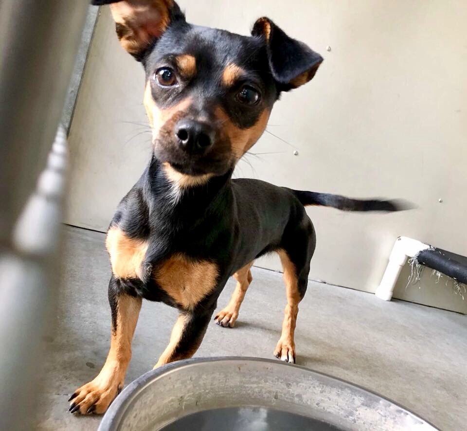 This weekend plan a visit to your local rescue shelter, where your new best friend is waiting for you :) #adopt #rescue