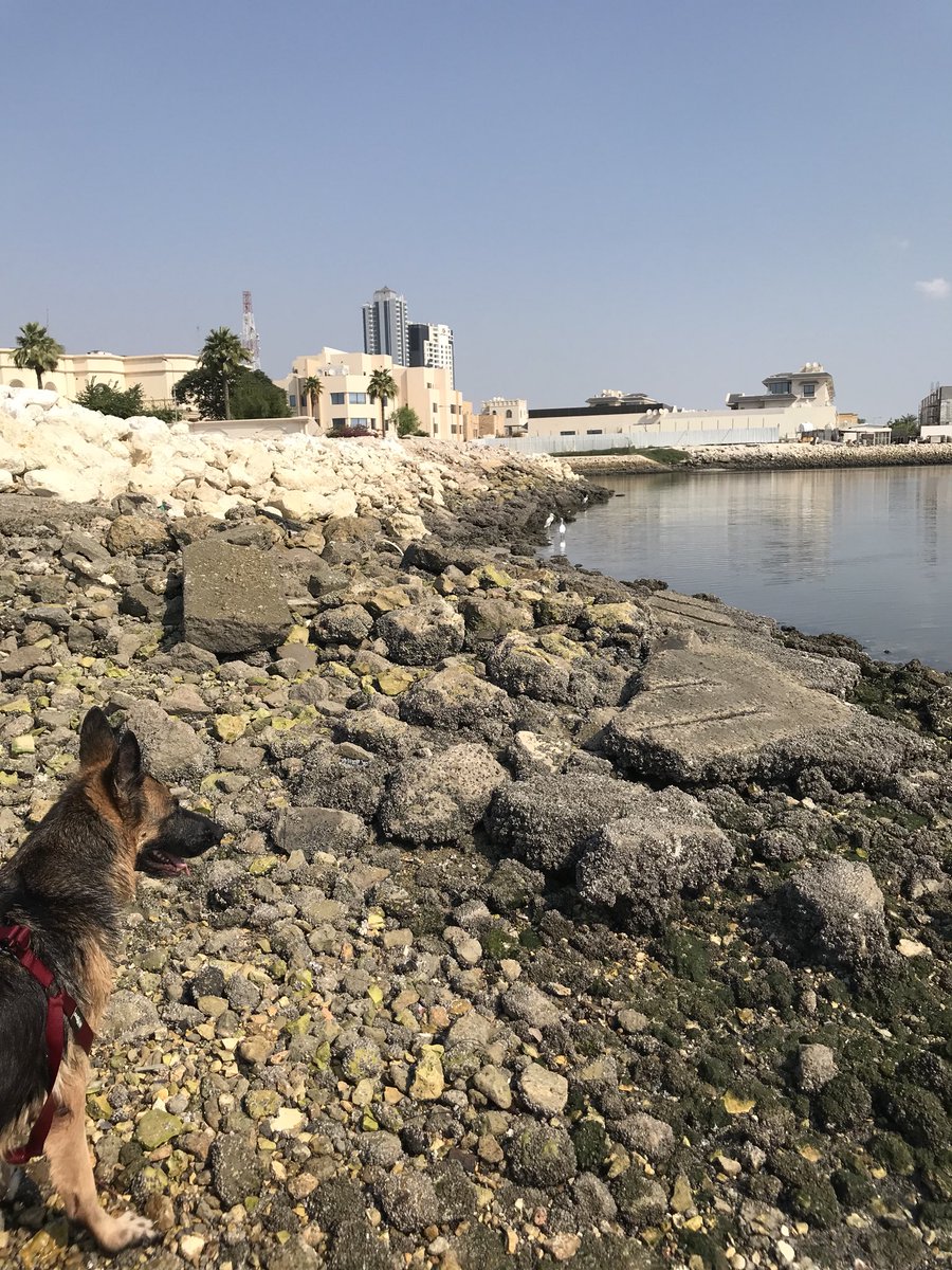 AliFadhel87's tweet photo. The most amazing creature❤️
#Lelly https://t.co/DJrbZZLbIK