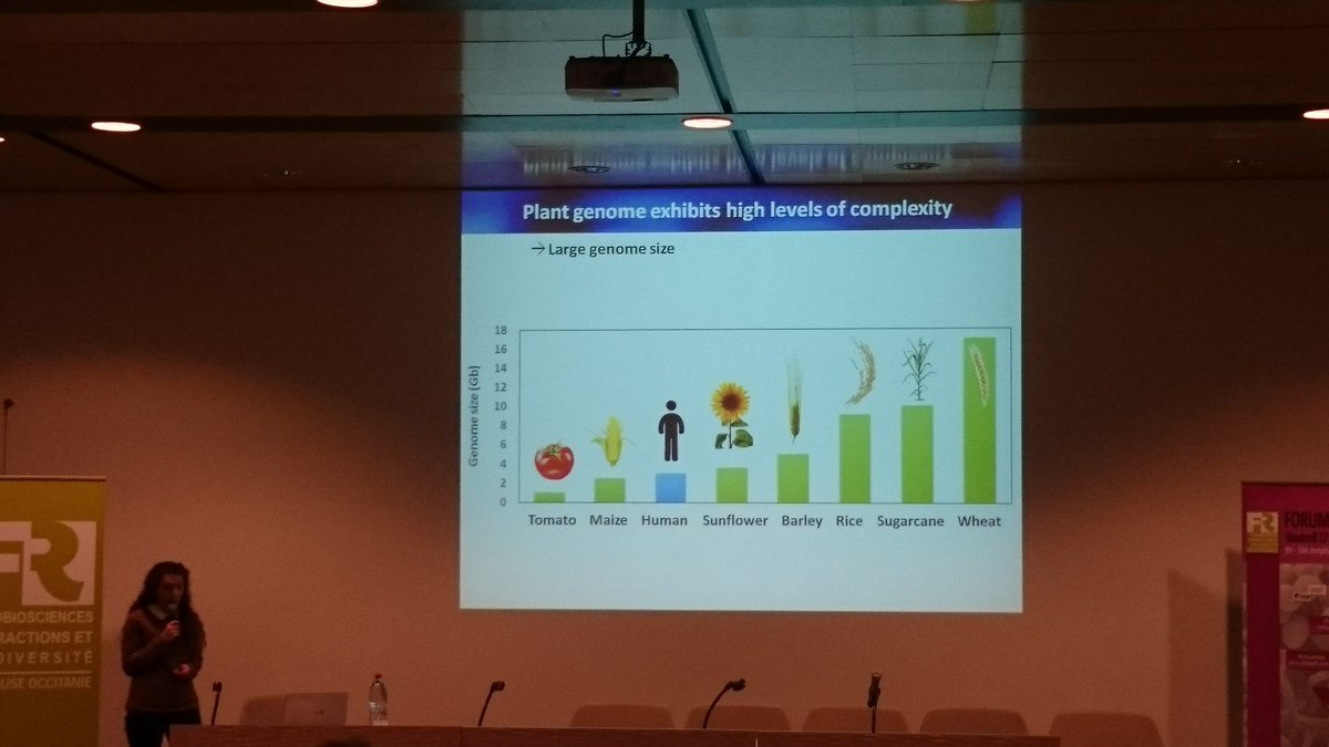 NathR (@nathcnrgv) on Twitter photo Carine Satgé presenting the new strategies developped <a href="/CNRGV/">CNRGV - INRAE</a> to study complex genomes @FRAIBcom seminar #crispr #crisprcatch #genomics Carine Satgé presenting the new strategies developped <a href="/CNRGV/">CNRGV - INRAE</a> to study complex genomes @FRAIBcom seminar #crispr #crisprcatch #genomics