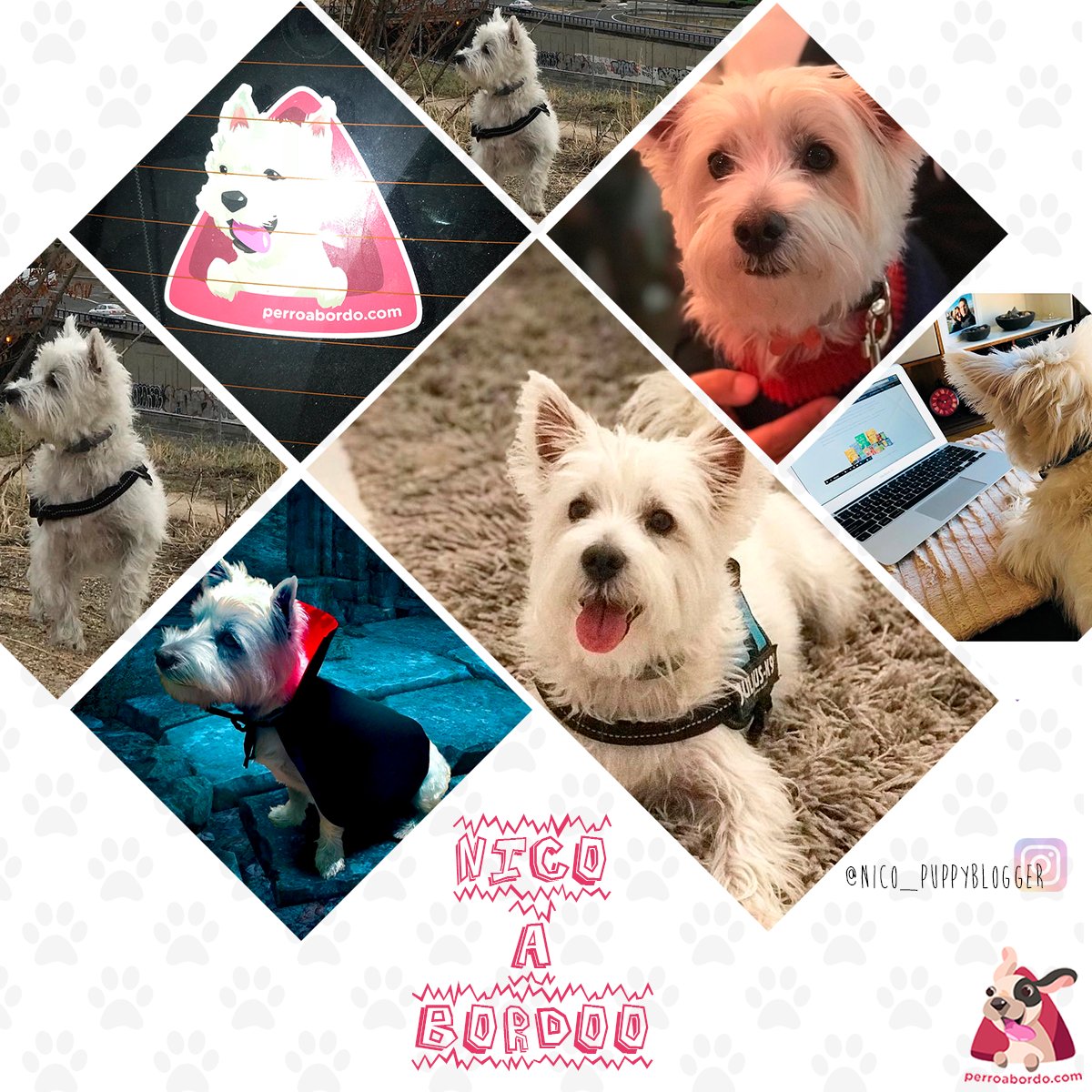 ¡Hoy os presentamos a otro miembro más de nuestra familia peluda! El es Nico, un precioso Westy que tiene su propio blog y se define como #DogModel, #InfluPet, pero sobre todo perro travieso, aventurero, alegre, algo cotilla y bastante dormilón 😍 bit.ly/interiorWesty