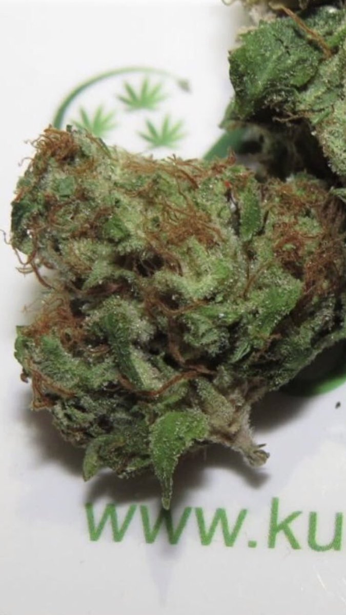 CanadianKushCo's tweet photo. New Gorilla Glue#420#mmj#canadiankush#kush#onlinedispensary#mailordermmj#canada#firebud https://t.co/gUoCcWctlC