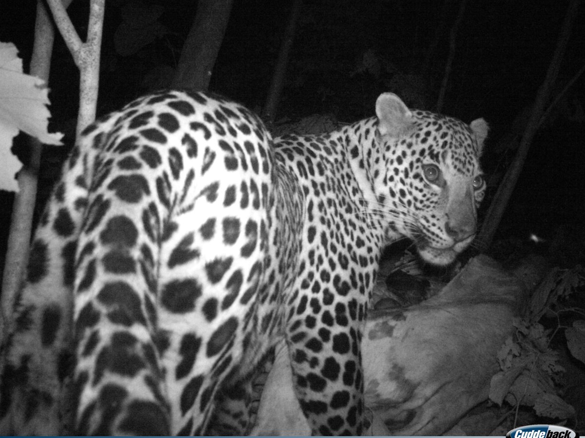 A Leopard  was captured when strolling from a trap camera in    Sunabeda Wildlife Division, Odisha.
#Leopard #wildlife #forests #SunabedaWildlifeDivision #Odisha