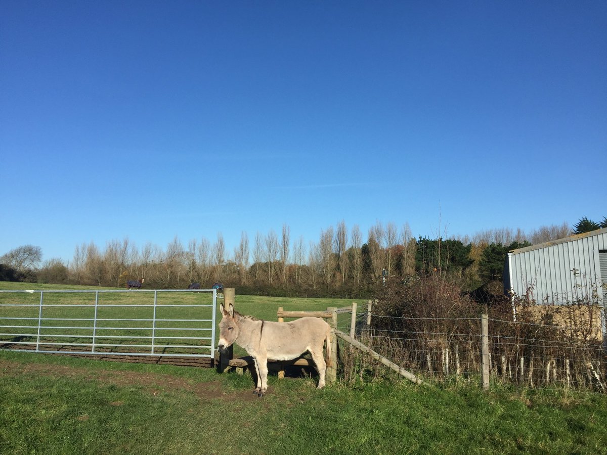 ConroyChristina's tweet photo. First hazard get over the donkey to get to the stile @walk_purpose #enterprise walks #IOW https://t.co/kxLxCPgRBM