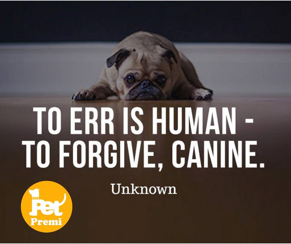 PetPremi's tweet photo. We share love and receive love. Are you a lover? 
❤❤❤❤
🐶🐶🐶🐶
#petpremi
#petlovers https://t.co/h12On9LNSS
