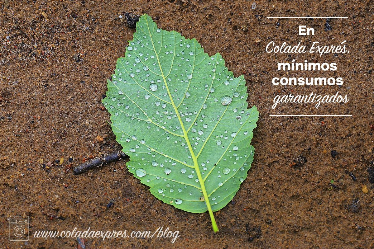 ColadaExpres's tweet image. Si te gusta ser un/a consumidor/a responsable 🌿🌞, te sentirás feliz al saber que lavar tu ropa en nuestras #lavanderías de autoservicio #ColadaExprés reduce el impacto medioambiental ♻, garantizando los mínimos consumos de agua ✅, energía ✅ y detergente ✅
Compruébalo 😉