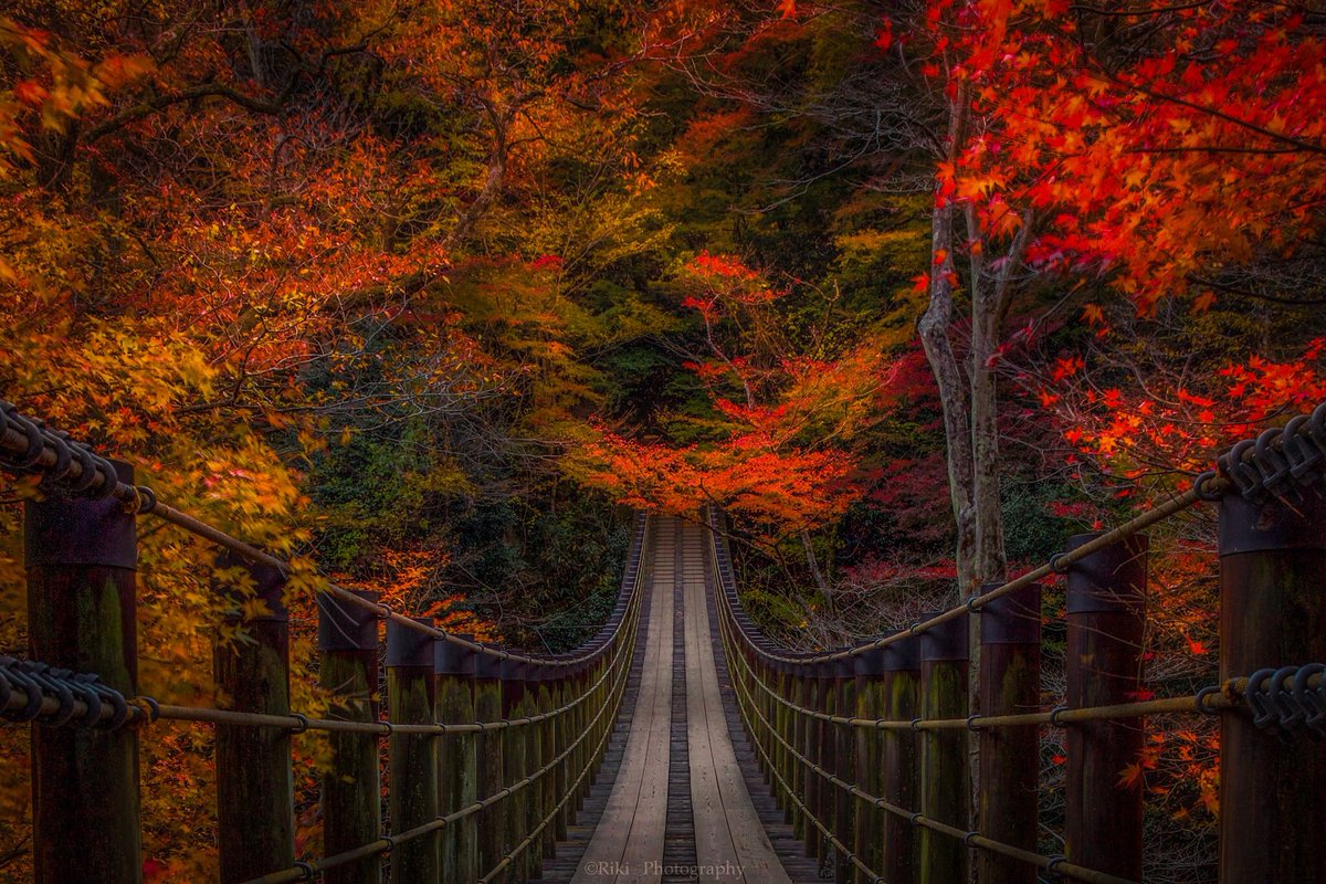 Riki 紅橋 茨城県 花貫渓谷 仕事終わりに行ってきました 暗くなってきたので ダッシュで行って撮って ダッシュ帰りました 笑 次はのんびり観光も兼ねて 茨城県 高萩市 花貫渓谷 Autumndelic Canon T Co Bexvvx5uw3 Riki 紅橋 茨城県 花貫渓谷 仕事終わりに行ってきました 暗くなってきたので ダッシュで行って撮って ダッシュ帰りました 笑 次はのんびり観光も兼ねて 茨城県 高萩市 花貫渓谷 Autumndelic Canon T Co Bexvvx5uw3