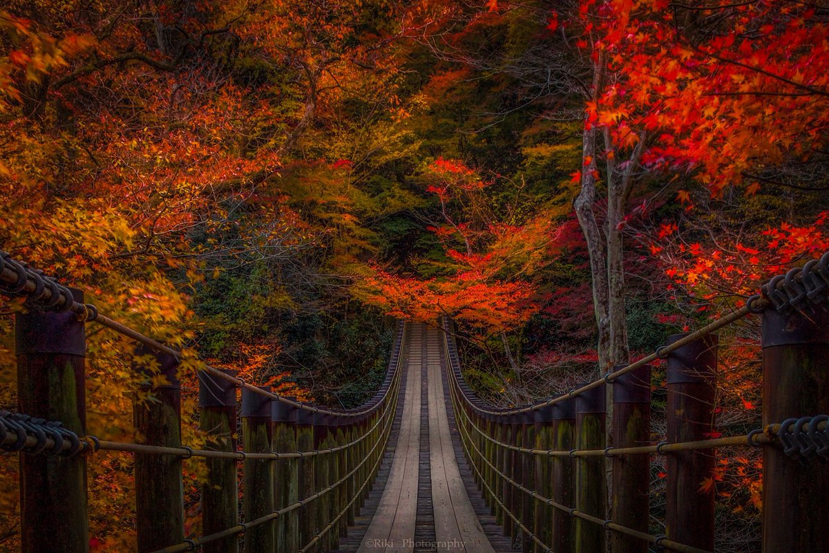 Riki 紅橋 茨城県 花貫渓谷 仕事終わりに行ってきました 暗くなってきたので ダッシュで行って撮って ダッシュ帰りました 笑 次はのんびり観光も兼ねて 茨城県 高萩市 花貫渓谷 Autumndelic Canon T Co Bexvvx5uw3