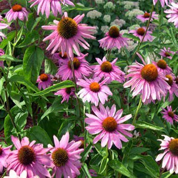 pieceofshirt's tweet photo. Outsidepride Echinacea Purple Coneflower - 1000 Seeds https://t.co/75MlS9wuL0 #Outsidepride https://t.co/iMiSg2emWl