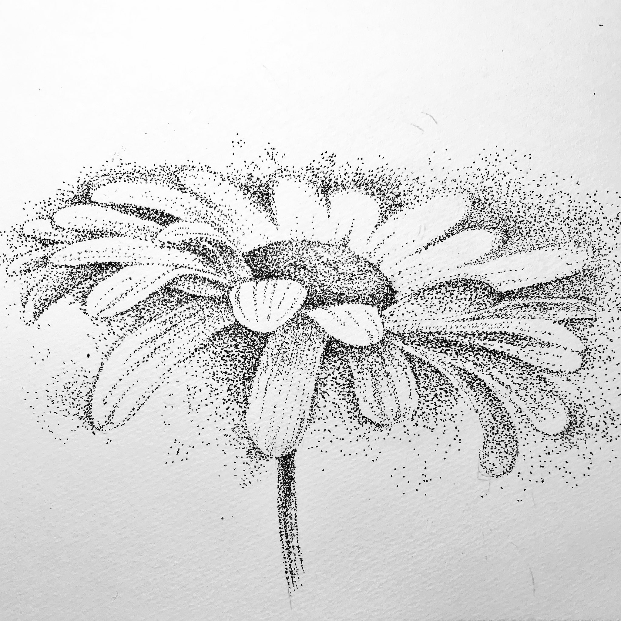 格安 カサブランカの香り 点描画 Dzzavidovici Ba