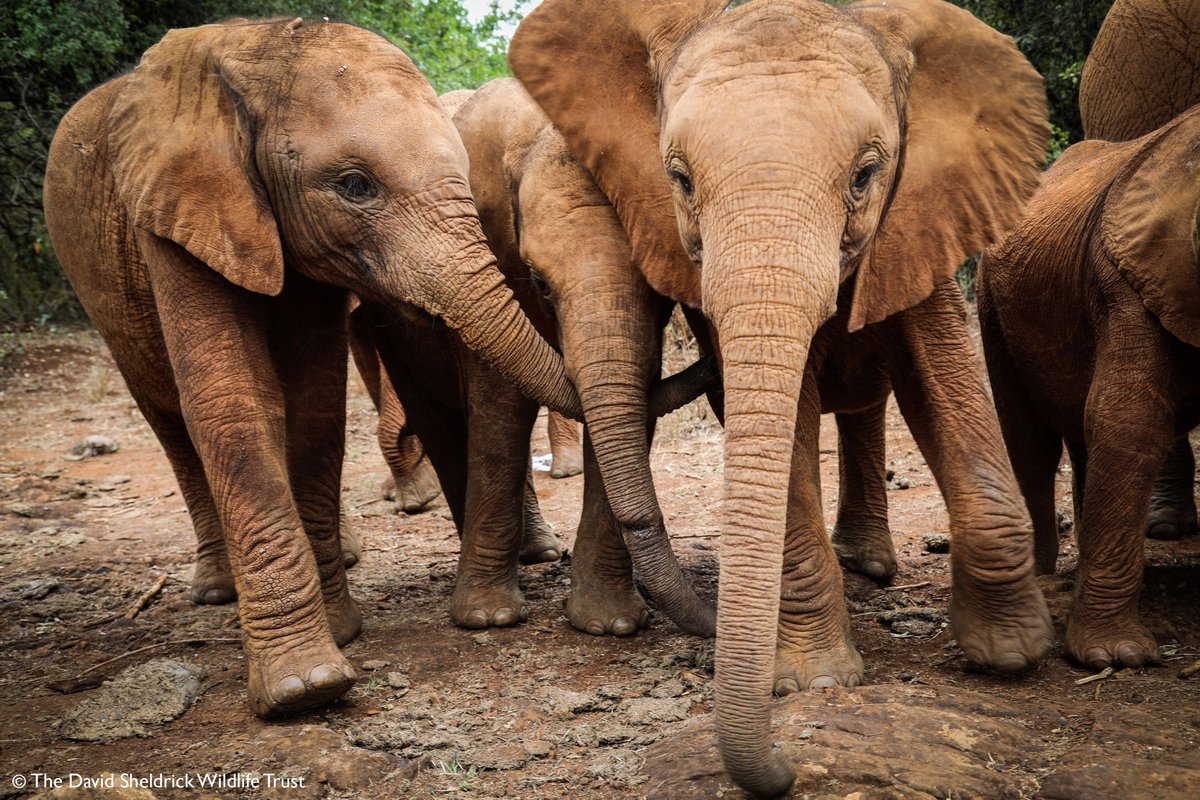 SheldrickTrust's tweet photo. Come join our herd! Our foster program is like a club, made up of people that want to help elephants. Join today: https://t.co/pe28oBsgdZ  #BeKindToElephants https://t.co/8zvZY3ABCr