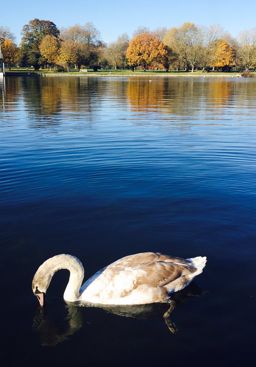 thorogoodchris1's tweet image. Took the day off and went for a stroll around Henley-On-Thames today. A beautiful, sunny autumnal morning without compare 😘