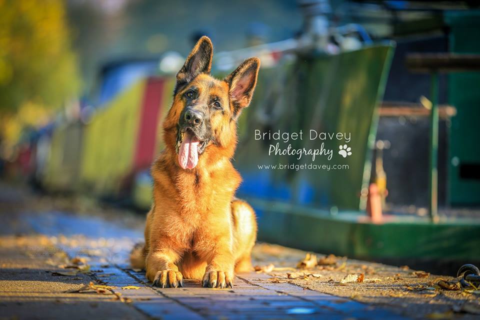 "Pet Photography is about creating a long lasting memory of your best Friend &amp; Companion"

<a href="/bdavey_photo/">Bridget Davey</a> will tell their story - creating stunning colourful images to hang on your walls to showcase their unique paw'sonality

#cats #dogs 
bit.ly/2AUJHw2