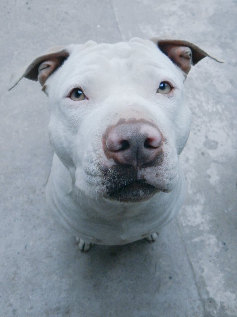 Dougie_Bear_'s tweet image. Please retweet if you believe that pitbulls are NOT vicious or aggressive as the media says they are and that they deserve so much love and happiness. I’m trying to prove a point...