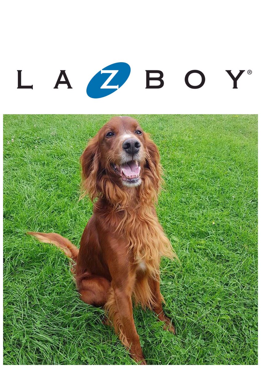 YummyHound's tweet image. Huge congrats to Phoenix the stunning #IrishRedSetter as he has been booked on a TVC for Lazboy - an American furniture manufacturer ⭐️🐾💚

Well donePhoenix &amp;amp; best of luck on your shoot next week 📸📺🎞🎥

#UrbanPawsUk #PetCasting #PetModels 🐾💚