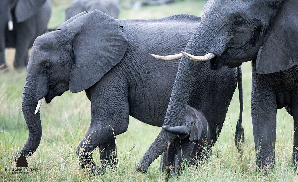 Tell <a href="/SecretaryZinke/">Secretary Ryan Zinke</a>, Dept of <a href="/Interior/">US Department of the Interior</a> &amp; <a href="/USFWSIntl/">USFWS International</a> that you do NOT support the decision to remove critical #elephant protections! We need to #SaveTheElephants! hslf.org/SaveElephants 🐘💕