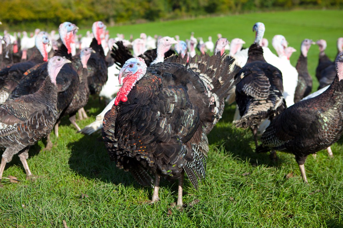 Last call for a fresh #freerangeturkey  for #Thanksgiving straight from the farm gate!  Do drop us a line at ashfordfarmturkeys.co.uk or give me a call on 01730 268131.  We can also supply #turkeys for early #Christmas celebrations or #NewYearsEve <a href="/HampshireFare/">Hampshire Fare</a> <a href="/NFUSouthEast/">NFU South East</a>