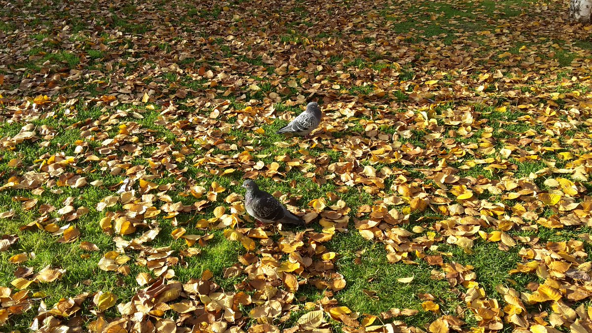 PigeonsinLondon's tweet photo. #autumn sunshine for these pigeons outside the art&amp;ecology pavilions in mile end today. https://t.co/3ND4fgbG5k