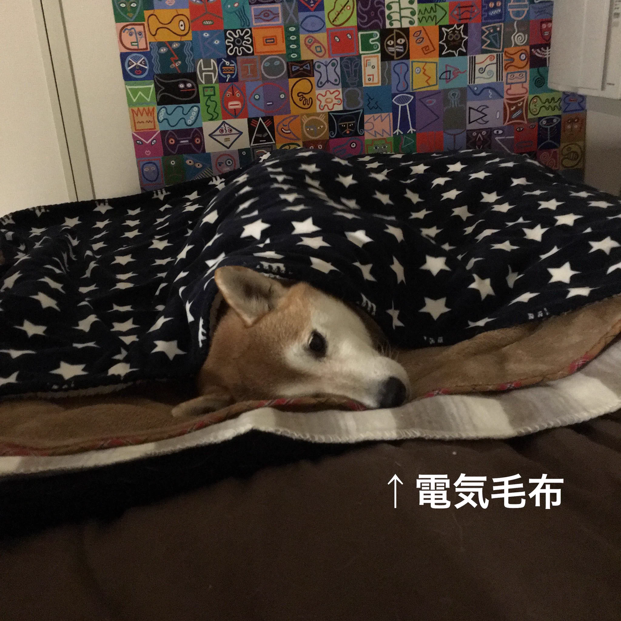 きみ前評判と違わない？柴犬は日本の気候に慣れており寒さに強く飼いやすい犬種？