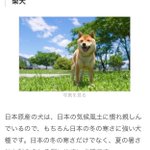 きみ前評判と違わない？柴犬は日本の気候に慣れており寒さに強く飼いやすい犬種？