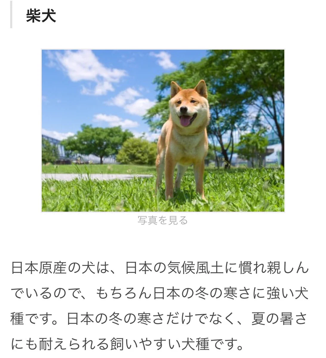 きみ前評判と違わない？柴犬は日本の気候に慣れており寒さに強く飼いやすい犬種？