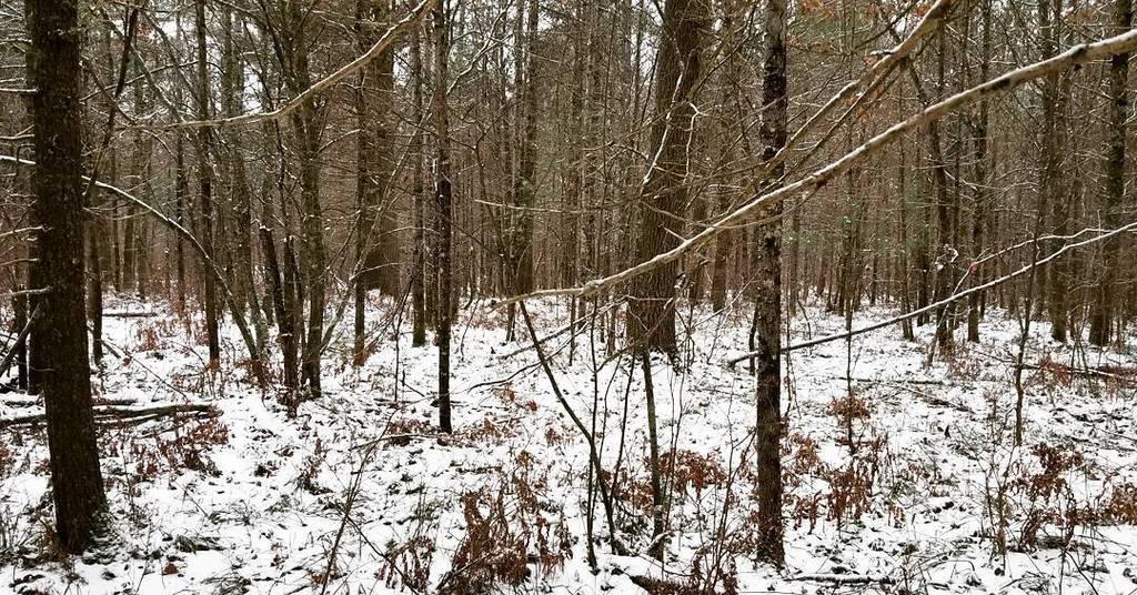 srdotnet's tweet image. Any minute now... here deer, deer, deer... #catchingdeer #hunt #hunting #northwoods #wisconsin #nature #snow #peaceandquiet ift.tt/2hHf8Fu