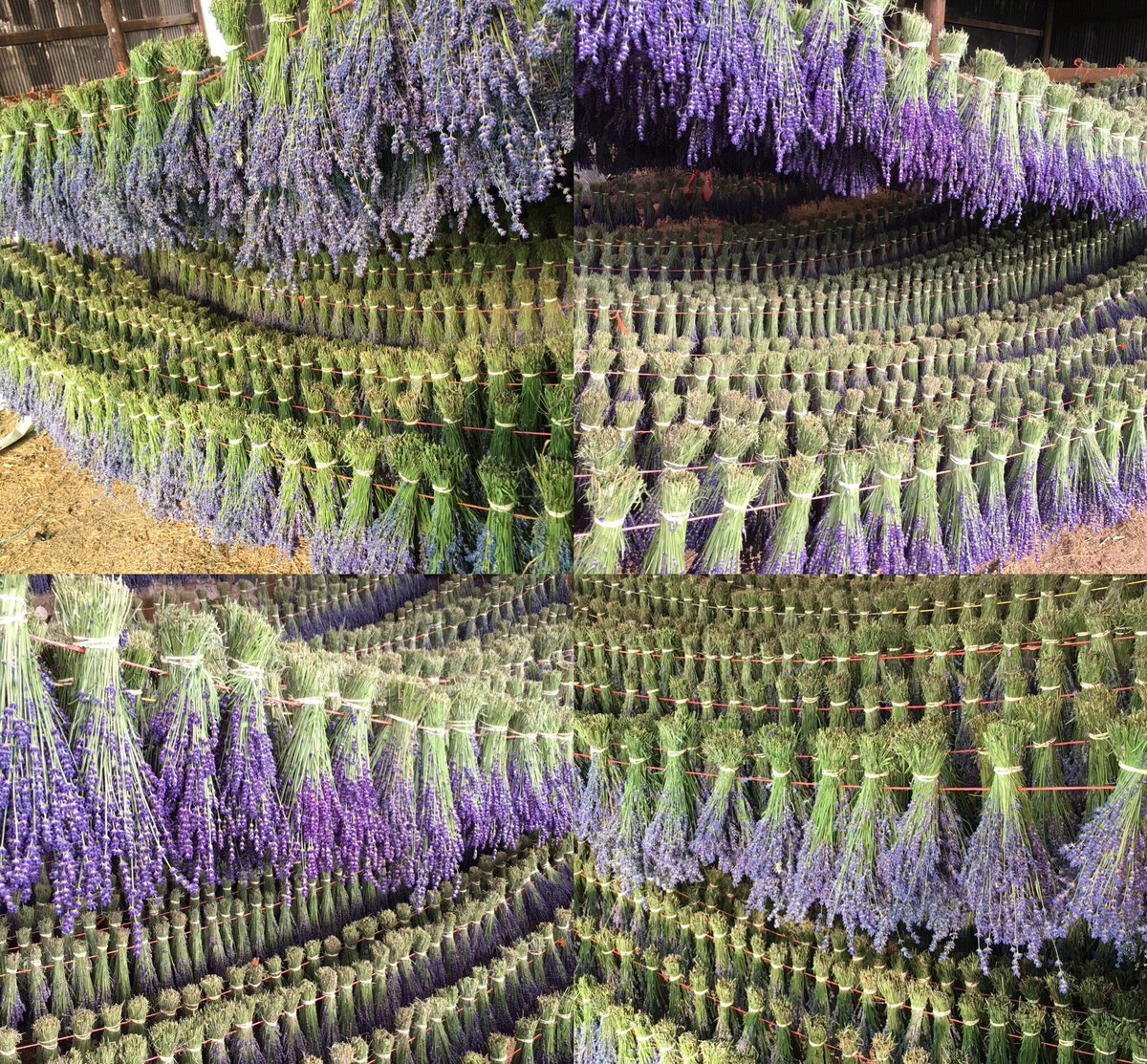 EnglishLavanda's tweet photo. Final bunch of lavender hand rubbed (1,500+ already done).
Great crop of 50+kg of the finest, most highly #scented lavender #flowers on the planet - all grown in sunny ☀️ Shropshire, the home of 🥂 #English #Lavender. 
#ShropshireLavender UK No. 1 Lavender grower. 😮👏👏👍😊😊 https://t.co/Kwhp2b6uzK