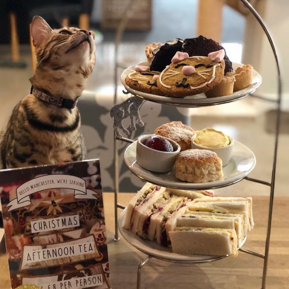 Cat Cafe Manchester on Twitter We re serving Christmas Cat Cafe Manchester on Twitter We re serving Christmas