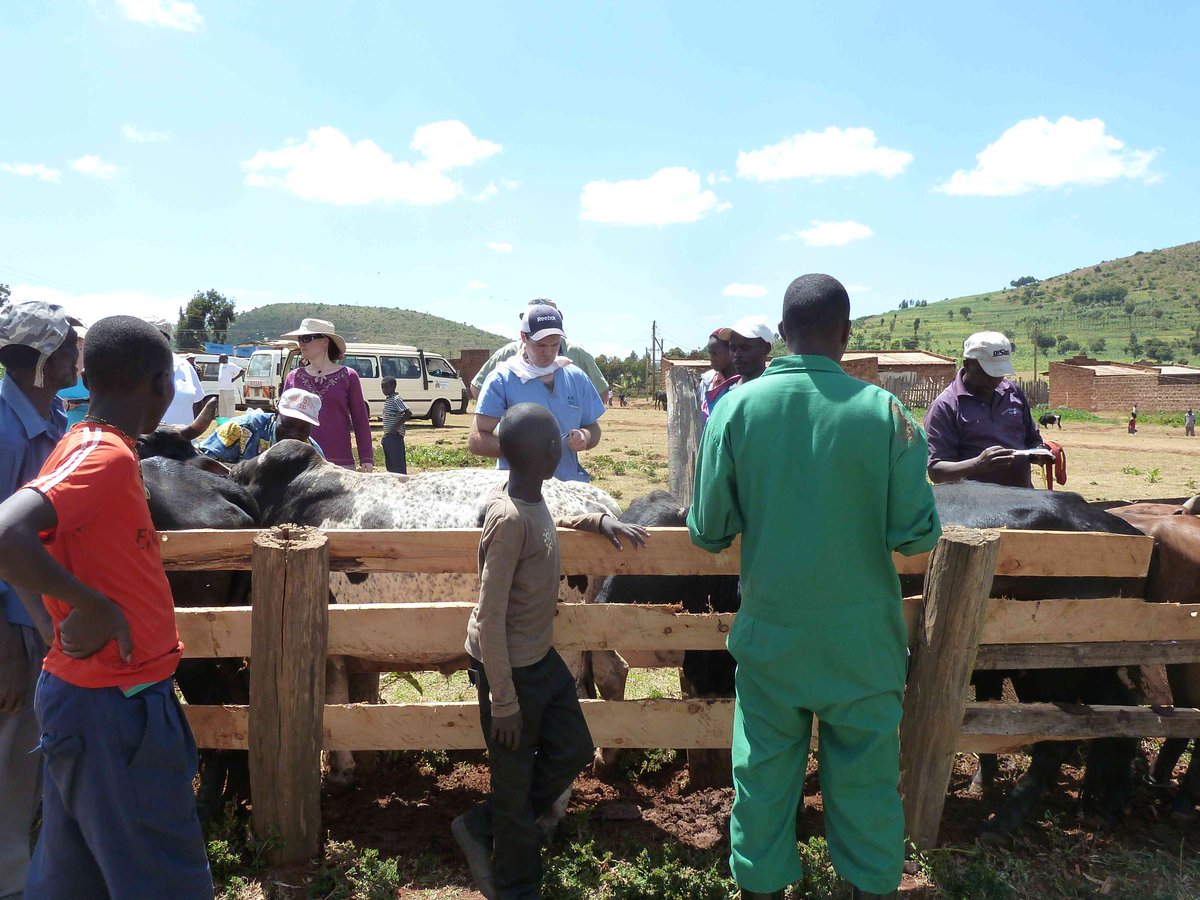 We're in need of experienced #Canadian #farmers w/ #dairy #cow knowledge to travel to #Kenya for a 4-6 mo placement. You'll assist in local capacity building&amp; knowledge sharing w/ Kenyan farmers. There's also a stipend! tinyurl.com/yd52zjnn #volunteer #Canadiansabroad #animals