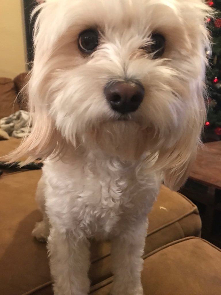 CoopertheDog9's tweet photo. Don’t lie. Is mom coming home soon?? https://t.co/13NFJAyR4O