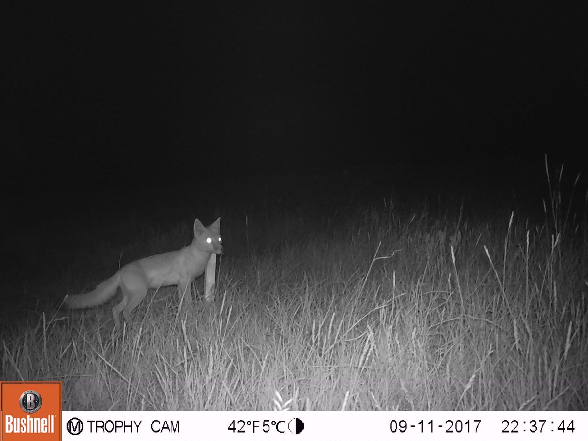 ARButler89's tweet photo. As promised to @CBearHokie and @zookat13, here are a couple swift fox pictures for #FoxFriday. These were taken while we were scouting for trapping locations this fall #CUPrairieLab https://t.co/kUeiuMrA6T