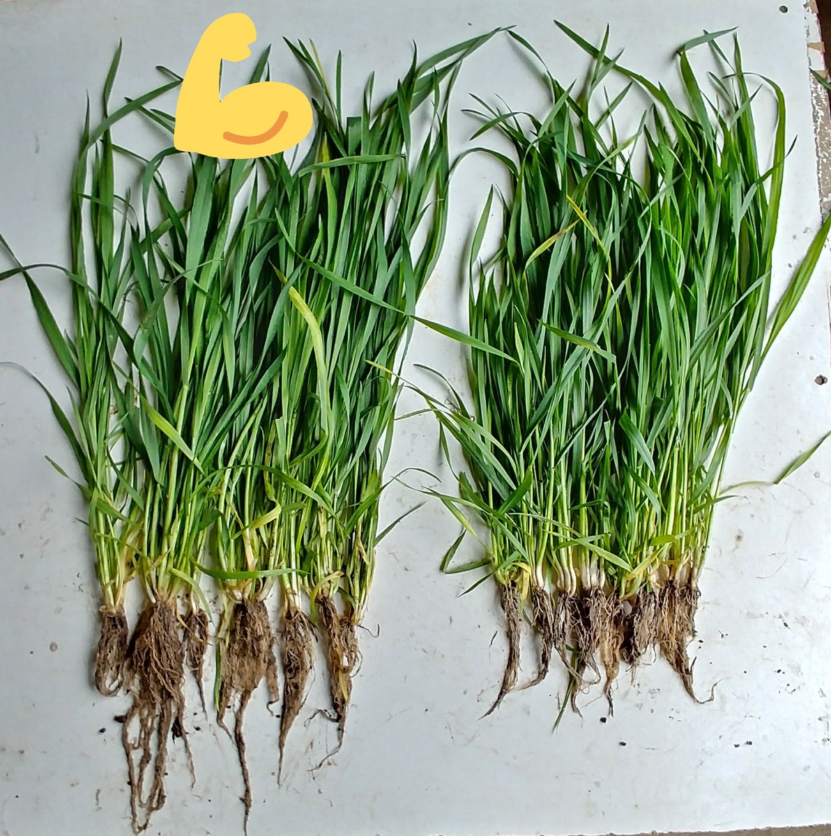 Wheat trial 
😀Left: Awaken ST + Maxizinc 😒Right: check