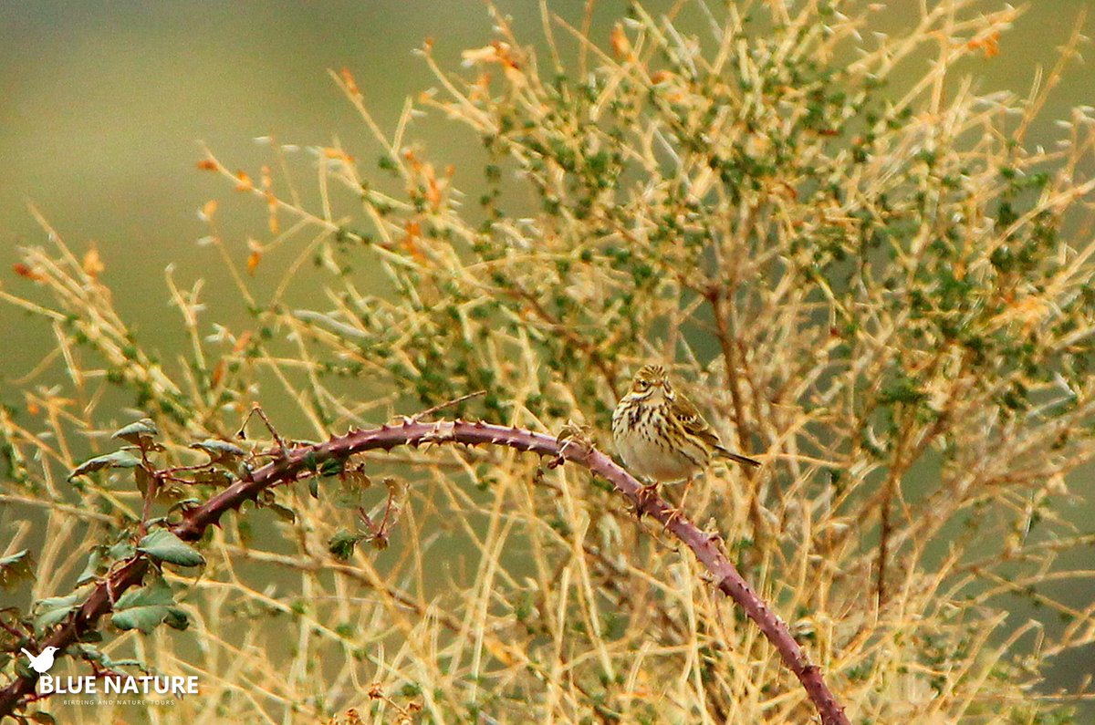 bluenaturetours's tweet photo. Bisbita pratense - meadow pipit (Anthus pratensis). ¡¡Ya #porfin están por aquí!! Llegaron hace aproximadamente un mes pero ya parece que definitivamente se quedarán con nosotros #BlueNature https://t.co/7qorCKfoW3