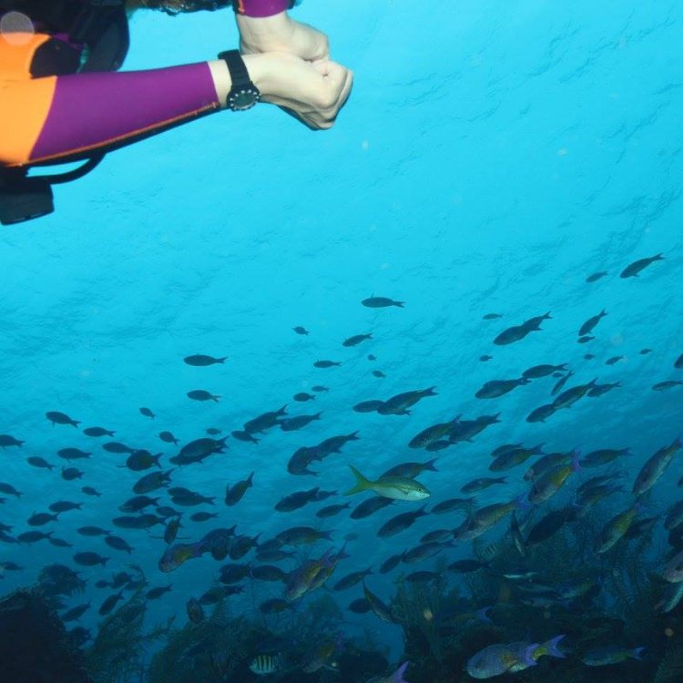 GDCDive's tweet image. When you want the best diving experience, there's only one name to know. #GulfportDiveCenter