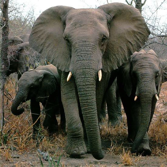 DailyBuffyFix's tweet image. When I like something, I REALLY like it. Buffy is definitely one of my things. But so are elephants. 

The world's largest land mammal is a vegetarian. 
They have funerals and adopt. 
They communicate over vast distances.
They're super cute.
#ICouldGoOn

 #bekindtoelephants