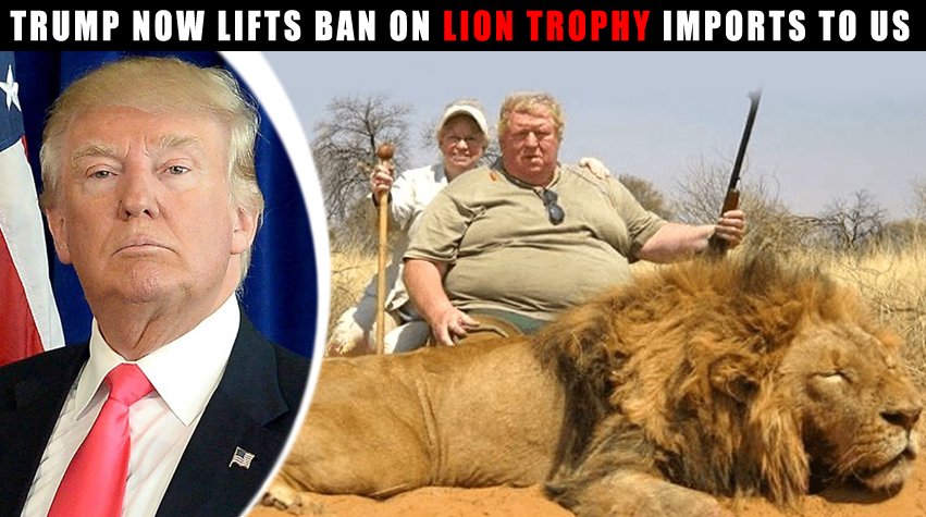 Labour Animal Rights Group (@labouranimalrg) on Twitter photo BREAKING : Terrible news as <a href="/realDonaldTrump/">Donald J. Trump</a> will now allow fat cats to bring back big cat trophies to the US. #BanTrophyHunting theguardian.com/environment/20… BREAKING : Terrible news as <a href="/realDonaldTrump/">Donald J. Trump</a> will now allow fat cats to bring back big cat trophies to the US. #BanTrophyHunting theguardian.com/environment/20…